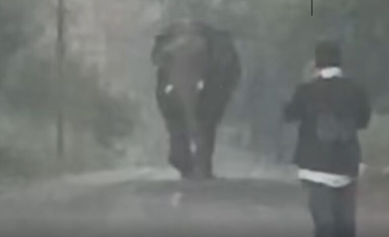 रामनगर में टस्कर हाथी के साथ लापरवाही, बाइक सवार युवकों का वीडियो वायरल 2 वन्यजीव सुरक्षा नियमों की अनदेखी, ढेला रेंज की घटना से मचा हड़कंप