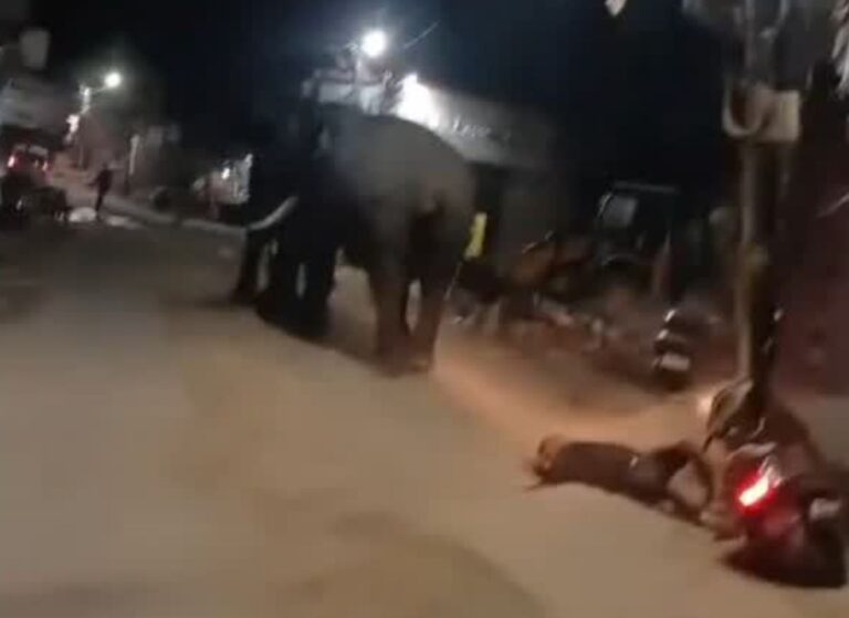 हरिद्वार में आबादी में घुसे हाथी | स्कूटी सवार खंभे से टकराया, वीडियो वायरल