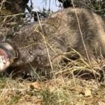 जबरखेत के पास दर्दनाक दृश्य, खुले कचरे से वन्यजीवों पर मंडराता खतरा