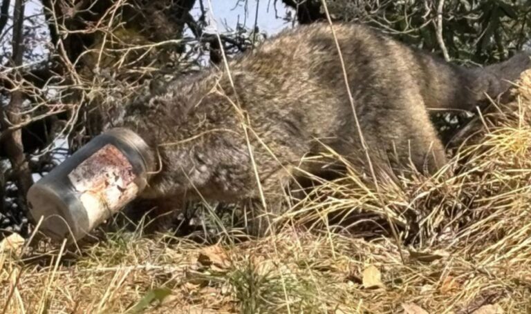 जबरखेत के पास दर्दनाक दृश्य, खुले कचरे से वन्यजीवों पर मंडराता खतरा