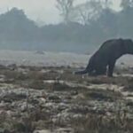 राजाजी टाइगर रिजर्व में घायल गजराज | गोहरी रेंज में निगरानी जारी