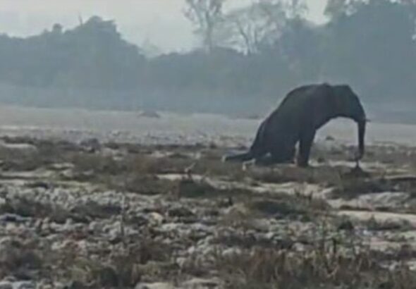 राजाजी पार्क में हाथी की मौत, आपसी संघर्ष बना वजह