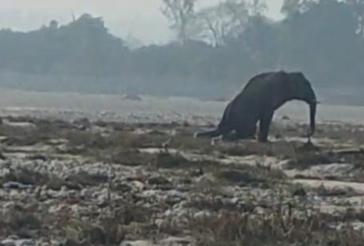 राजाजी टाइगर रिजर्व में घायल गजराज | गोहरी रेंज में निगरानी जारी