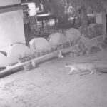 सीसीटीवी में कैद हुई गुलदार की चहलकदमी, वन विभाग से कार्रवाई की मांग