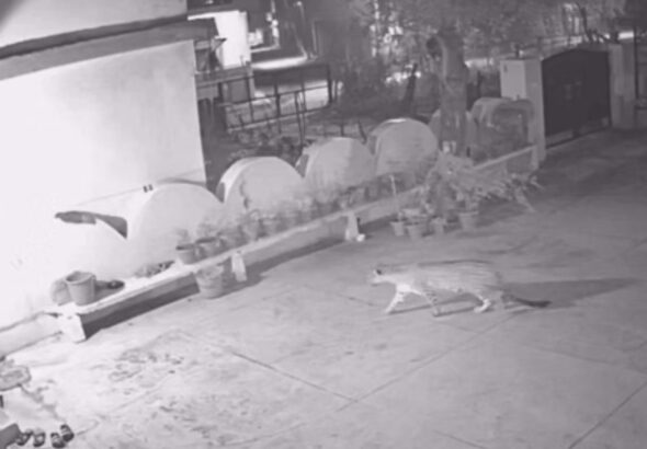 सीसीटीवी में कैद हुई गुलदार की चहलकदमी, वन विभाग से कार्रवाई की मांग