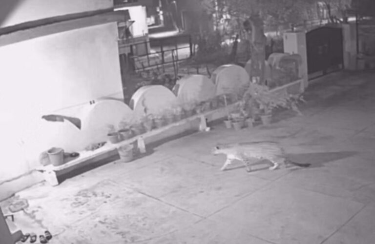 सीसीटीवी में कैद हुई गुलदार की चहलकदमी, वन विभाग से कार्रवाई की मांग