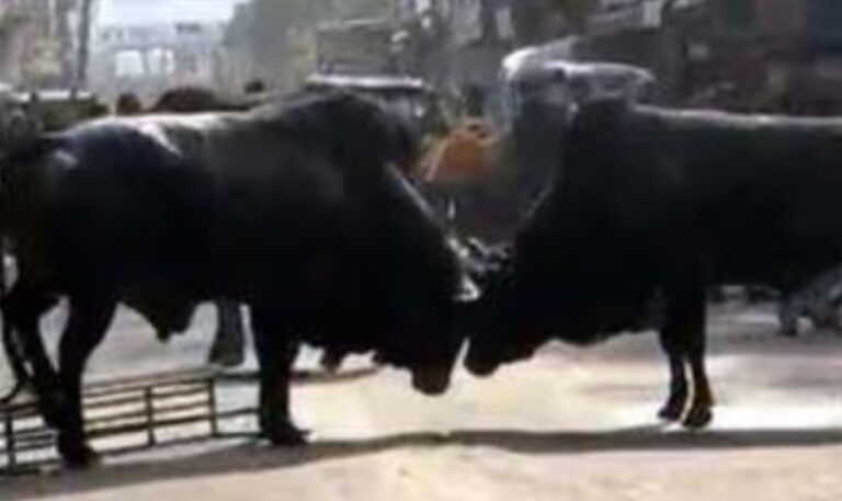 ऋषिकेश समाचार, मायाकुंड रोड, आवारा पशु, सड़क सुरक्षा, स्थानीय समस्या