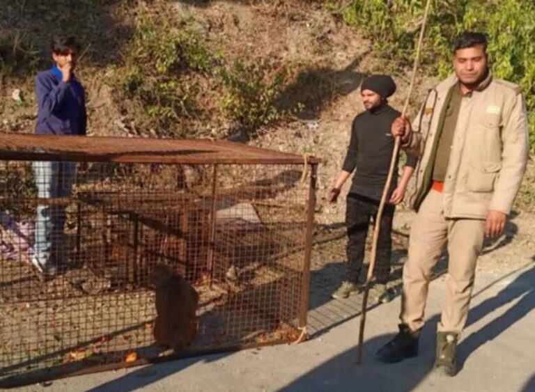 यमकेश्वर क्षेत्र में बंदरों पर कार्रवाई, छह दर्जन से अधिक पकड़े गए 12 यमकेश्वर, बंदर समस्या, लालढांग रेंज, वन विभाग, चिड़ियापुर