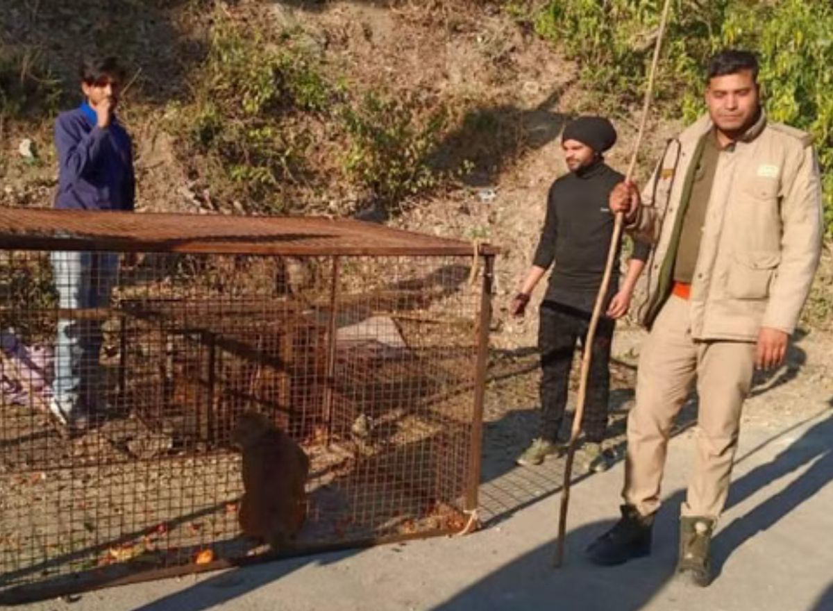 यमकेश्वर, बंदर समस्या, लालढांग रेंज, वन विभाग, चिड़ियापुर