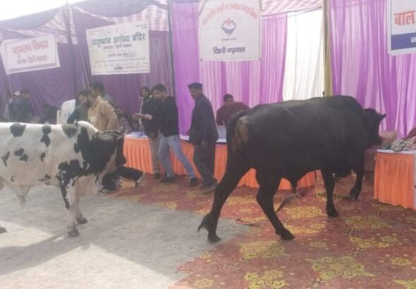 निराश्रित पशुओं, सीवर और टूटी सड़कों की शिकायतों के बीच अव्यवस्था का दृश्य