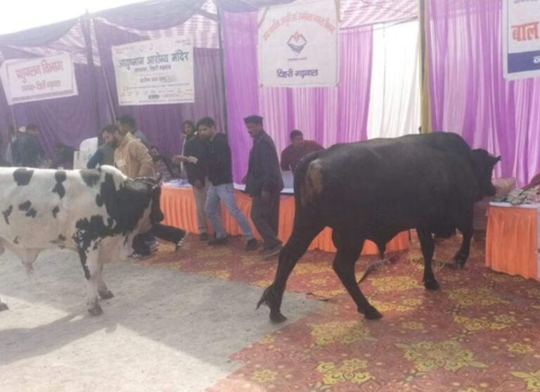 निराश्रित पशुओं, सीवर और टूटी सड़कों की शिकायतों के बीच अव्यवस्था का दृश्य