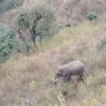 सीढ़ीनुमा खेतों में हाथी की चहलकदमी, ग्रामीणों में सतर्कता