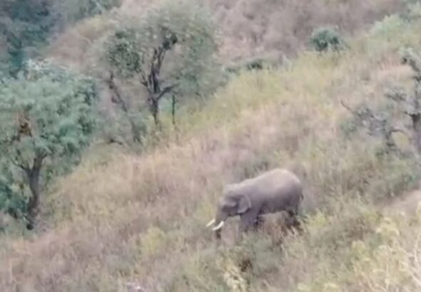 सीढ़ीनुमा खेतों में हाथी की चहलकदमी, ग्रामीणों में सतर्कता