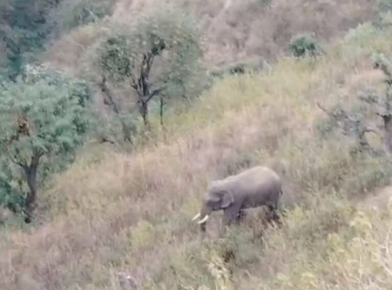 सीढ़ीनुमा खेतों में हाथी की चहलकदमी, ग्रामीणों में सतर्कता