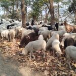 ऋषिकेश में बस-बाइक टक्कर और पशुहानि, समझौते के बाद चालक छोड़ा गया