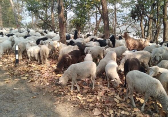 ऋषिकेश में बस-बाइक टक्कर और पशुहानि, समझौते के बाद चालक छोड़ा गया