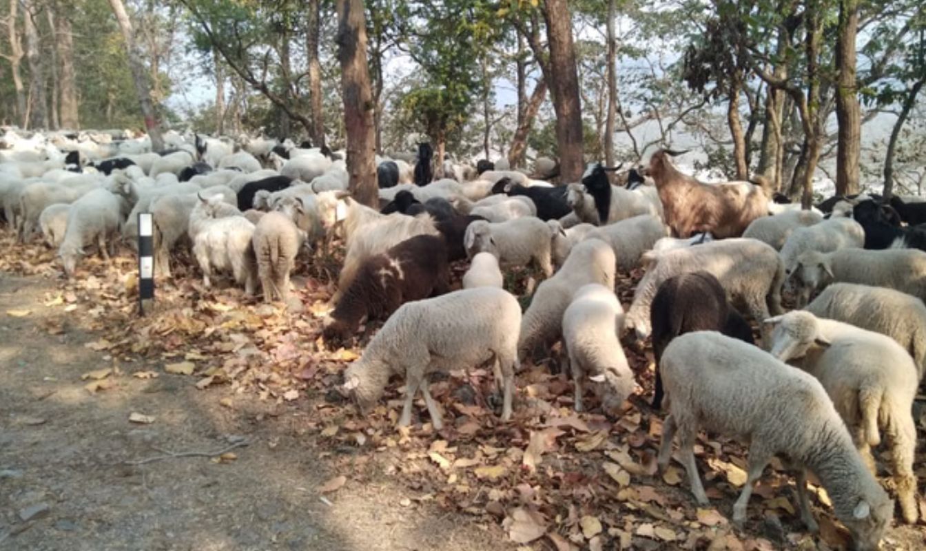 ऋषिकेश में तेज रफ्तार रोडवेज बस का कहर, 7 भेड़ों की मौत, बाइक सवार घायल 1 ऋषिकेश में बस-बाइक टक्कर और पशुहानि, समझौते के बाद चालक छोड़ा गया