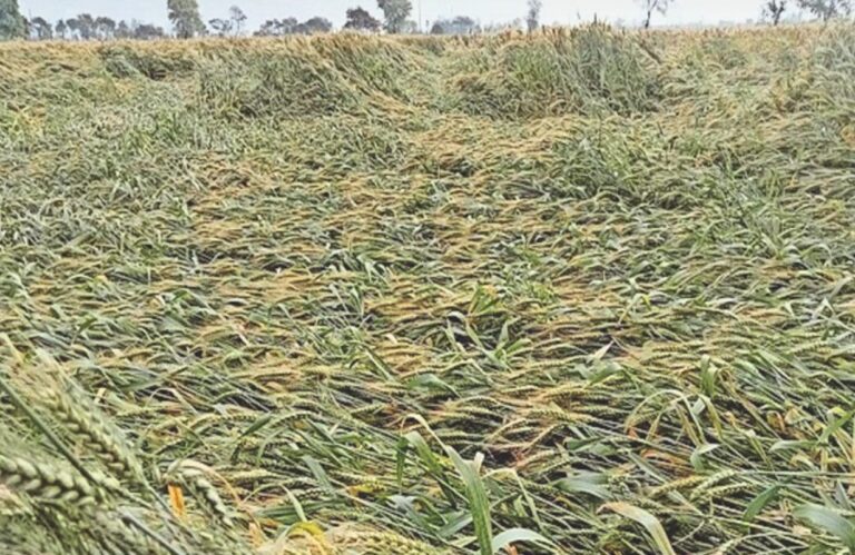 उत्तराखंड में फसल बर्बादी का खतरा, मौसम बना बड़ी चिंता