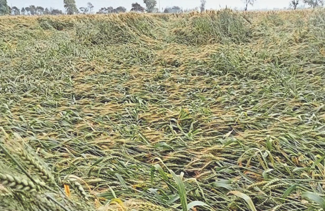 उत्तराखंड में फसल बर्बादी का खतरा, मौसम बना बड़ी चिंता
