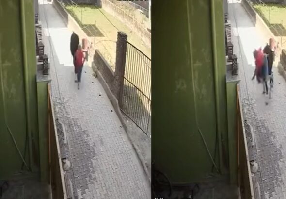 ऋषिकेश में फिर सामने आई आवारा गोवंश की समस्या, लोगों में दहशत