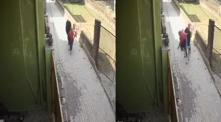 ऋषिकेश में फिर सामने आई आवारा गोवंश की समस्या, लोगों में दहशत