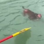 राफ्टिंग टीम ने बचाई बंदर की जान, इंसानियत की मिसाल