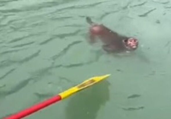 राफ्टिंग टीम ने बचाई बंदर की जान, इंसानियत की मिसाल