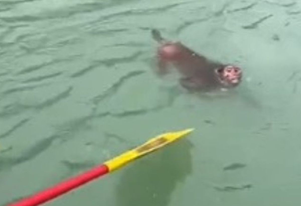 राफ्टिंग टीम ने बचाई बंदर की जान, इंसानियत की मिसाल